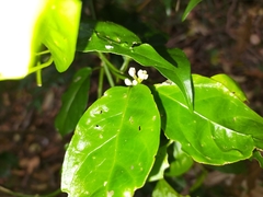Gynochthodes jasminoides