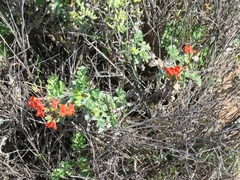 Pelargonium fulgidum