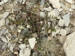 Chaerophyllum novae-zelandiae