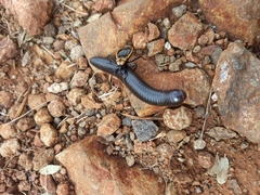 Ectrichodia crux