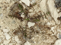 Chaerophyllum novae-zelandiae