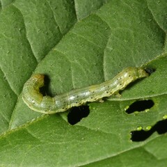 Helicoverpa armigera