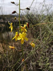 Cyanella lutea