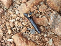 Ectrichodia crux