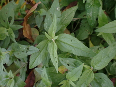 Eupatorium cannabinum