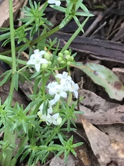 Asperula conferta