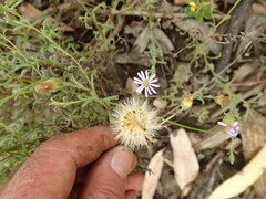 Vittadinia cuneata