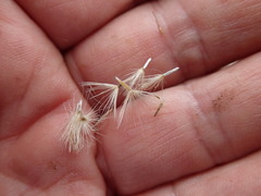 Vittadinia cuneata