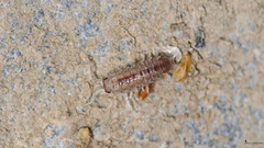 Stenophiloscia vandeli