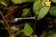 Agriocnemis argentea