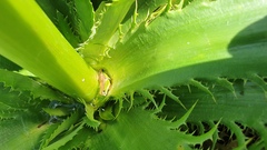 Eryngium floribundum