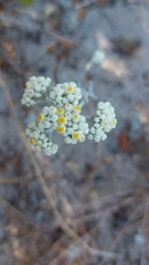 Helichrysum indicum
