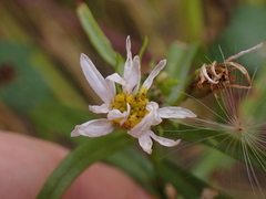 Tripolium pannonicum