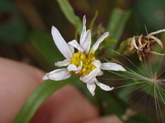 Tripolium pannonicum