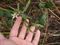 Tripolium pannonicum