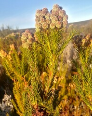 Berzelia arachnoidea