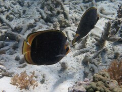 Chaetodon flavirostris