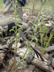 Vittadinia cuneata