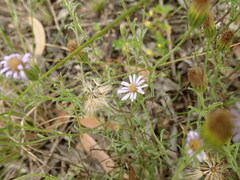 Vittadinia cuneata