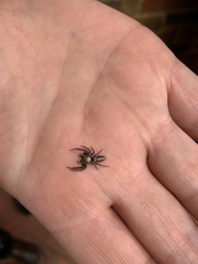 Opisthoncus polyphemus