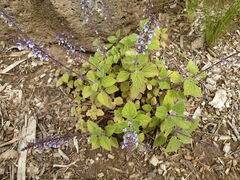 Plectranthus
