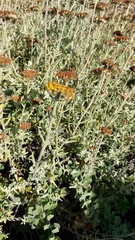 Helichrysum dasyanthum