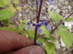 Plectranthus