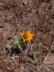 Asteraceae