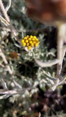 Helichrysum dasyanthum