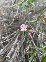 Billardiera cymosa