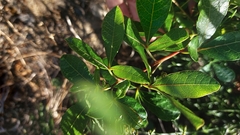 Searsia laevigata