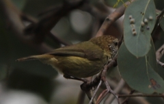 Acanthiza lineata