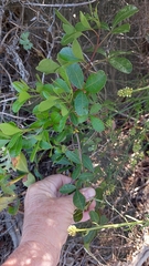 Searsia laevigata