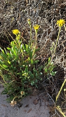 Othonna coronopifolia