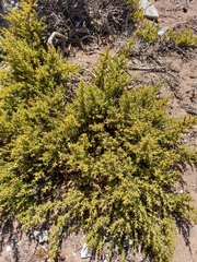 Magnoliopsida