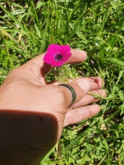 Petunia integrifolia