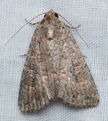 Hypoperigea tonsa