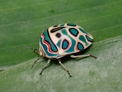 Sphaerocoris annulus