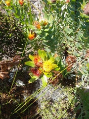 Leucospermum oleifolium