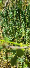 Euphorbia caput-medusae