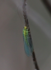 Apertochrysa edwardsi