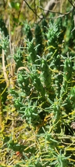 Euphorbia caput-medusae