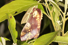 Citheronia phoronea