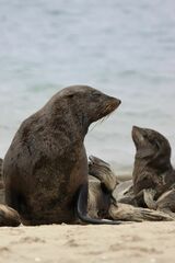 Arctocephalus pusillus pusillus