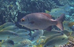 Kyphosus cinerascens