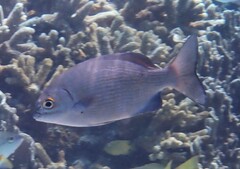 Kyphosus cinerascens