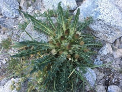 Cirsium scariosum