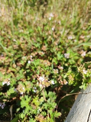 Pelargonium grossularioides