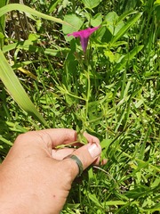 Petunia integrifolia
