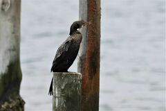 Microcarbo coronatus